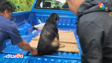 ช่วย บุญรอด สุนัขถูกคนยิงลูกดอกปักลำตัว