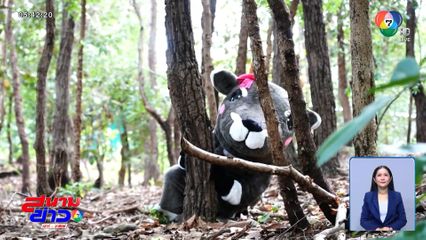 ซ้อมเสมือนจริง จับสัตว์หลุดกรง จ.เชียงใหม่