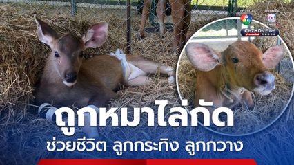 ช่วยชีวิต "ลูกกระทิง-ลูกกวาง" พลัดหลง ถูกหมาไล่กัดบาดเจ็บ