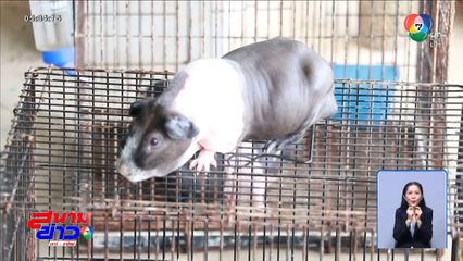 เลี้ยง หนูฮิปโปแคระ พลิกชีวิต