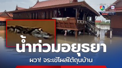ชาวบ้านผวา! อยุธยาน้ำท่วมเจอจระเข้โผล่ใต้ถุนบ้าน 