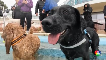 เปิดให้ "น้องหมา" ว่ายน้ำ หาเงินช่วยการกุศล