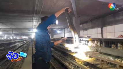 งูเห่ายักษ์บุกฟาร์มนกกระทา