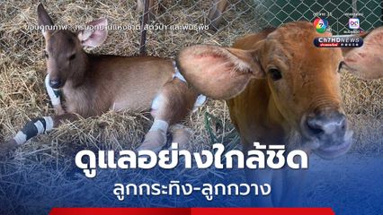 คืบหน้า การดูแลลูกกระทิง-ลูกกวางพลัดหลง สถานีเพาะเลี้ยงสัตว์ป่าช่องกล่ำบน ยังคงดูแลอย่างใกล้ชิด เตรียมใช้เทคโนโลยีเลเซอร์ช่วยฟื้นฟูสุขภาพสัตว์