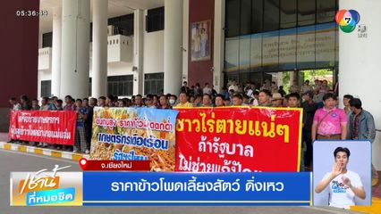 ราคาข้าวโพดเลี้ยงสัตว์ ดิ่งเหว