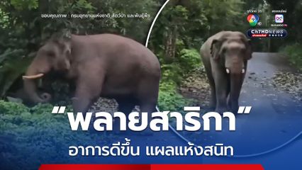 “พลายสาริกา” อาการดีขึ้น แผลแห้งสนิท