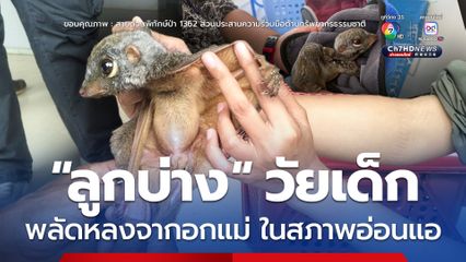 “ลูกบ่าง” วัยเด็ก พลัดหลงจากอกแม่ ในสภาพอ่อนแอ