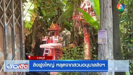 ลิงฝูงใหญ่ หลุดจากสวนอนุบาลลิงฯ