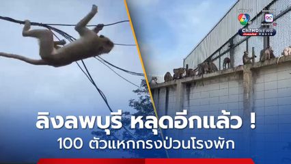 ลิงลพบุรี 100 ตัว หลุดออกจากกรง ป่วนโรงพัก บ้านประชาชน