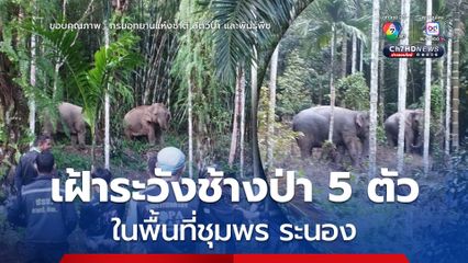 เจ้าหน้าที่และอาสา​ เฝ้าระวังช้างป่า 5 ตัวในพื้นที่ชุมพรและระนอง