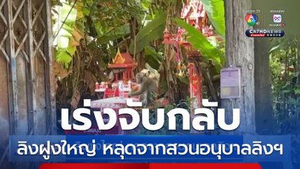 ลิงฝูงใหญ่ หลุดจากสวนอนุบาลลิงฯ