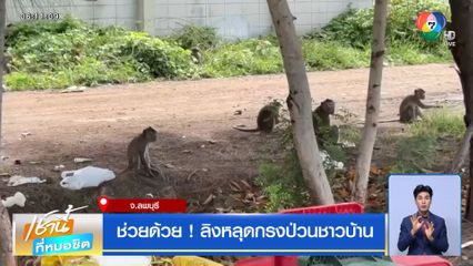 ช่วยด้วย ! ลิงหลุดกรงป่วนชาวบ้าน