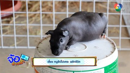 เลี้ยง หนูฮิปโปแคระ พลิกชีวิต