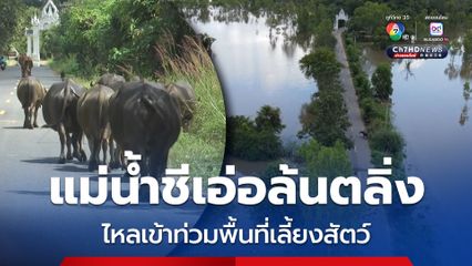 แม่น้ำชีเอ่อล้นตลิ่งไหลเข้าท่วมพื้นที่เลี้ยงสัตว์ ต้องนำโค-กระบือ ไปเลี้ยงในบริเวณวัด