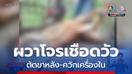 ผวาโจรเชือดคอวัว ตัดขาหลัง-ควักเครื่องใน