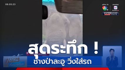 ระทึก! ช้างป่าละอู วิ่งใส่รถ
