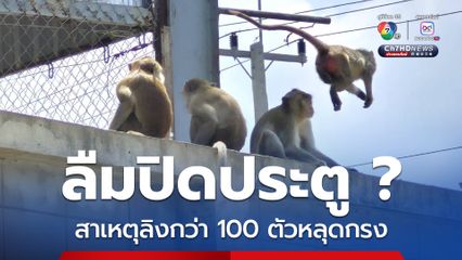 สาเหตุลิงลพบุรี กว่า 100 ตัว หลุดจากกรง ป่วนโรงพัก-ชาวบ้าน