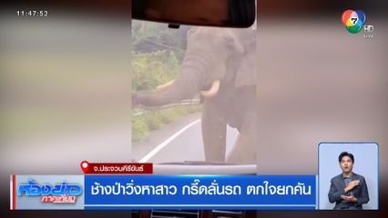 ช้างป่าวิ่งหาสาว กรี๊ดลั่นรถ ตกใจยกคัน