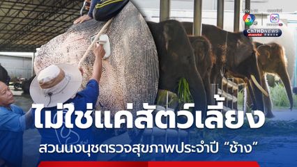 สวนนงนุช ตรวจสุขภาพประจำปีช้าง ดูแลเสมือนคนในครอบครัว