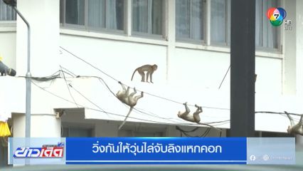วิ่งกันให้วุ่นไล่จับลิงแหกคอก