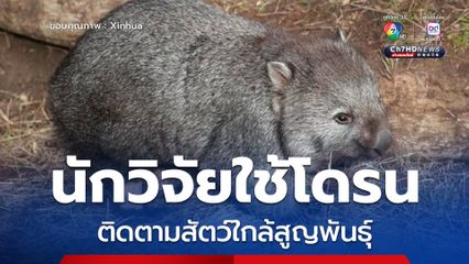 นักวิจัยออสเตรเลียใช้โดรนตรวจจับความร้อน ติดตามสัตว์พื้นเมืองใกล้สูญพันธุ์ 