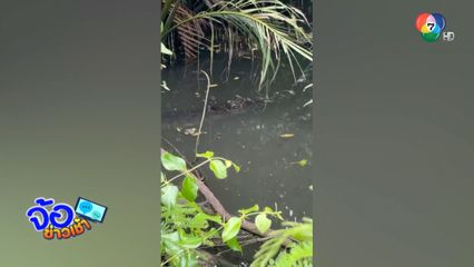 หนุ่มสวมบทไกรทอง จับจระเข้คลองลำภู