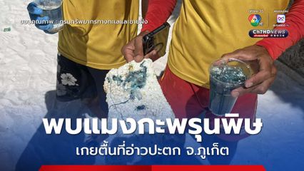 พบแมงกะพรุนหัวขวด แมงกะพรุนพิษร้ายแรง เกยตื้นที่อ่าวปะตก เกาะราชา จ.ภูเก็ต