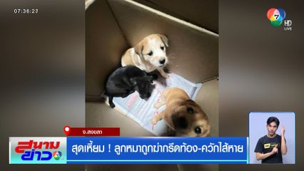 สุดเหี้ยม ! ลูกหมาถูกฆ่ากรีดท้อง-ควักไส้หาย