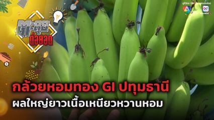 ตะลุยต่อยอด : ผลใหญ่ยาวเนื้อเหนียวหวานหอม กล้วยหอมทอง GI ปทุมธานี