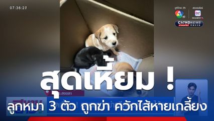 สุดเหี้ยม ! ลูกหมาถูกฆ่ากรีดท้อง-ควักไส้หาย