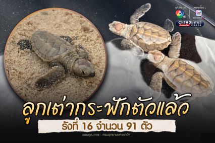 ลูกเต่ากระฟักตัวแล้ว รังที่ 16 จำนวน 91 ตัว