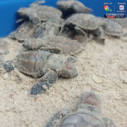 ลูกเต่ากระฟักตัวแล้ว รังที่ 16 จำนวน 91 ตัว