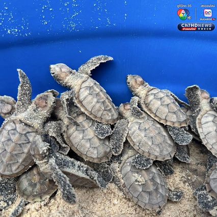 ลูกเต่ากระฟักตัวแล้ว รังที่ 16 จำนวน 91 ตัว