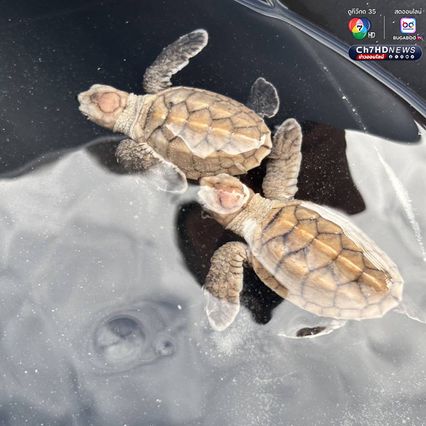 ลูกเต่ากระฟักตัวแล้ว รังที่ 16 จำนวน 91 ตัว