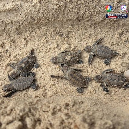 ลูกเต่ากระฟักตัวแล้ว รังที่ 16 จำนวน 91 ตัว