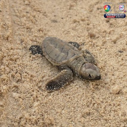 ลูกเต่ากระฟักตัวแล้ว รังที่ 16 จำนวน 91 ตัว