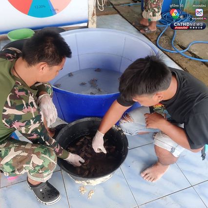 ลูกเต่ากระฟักตัวแล้ว รังที่ 16 จำนวน 91 ตัว