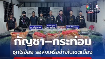 ทหารตรวจยึดกัญชา–กระท่อม-ยาน้ำเชื่อมผิดกฎหมาย ซุกไร่อ้อย รอส่งเครือข่าย