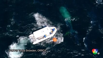 ช่วยวาฬติดอุปกรณ์จับปลา นอกชายฝั่งออสเตรเลีย