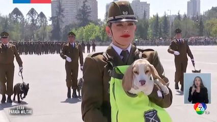 ลูกสุนัขขโมยความสนใจ ในพิธีสวนสนามที่ชิลี