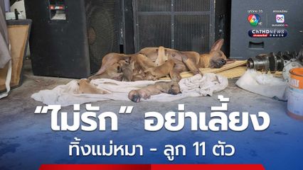กู้ภัยใจบุญ! รับเลี้ยง หลังสุนัขแม่ลูกอ่อนถูกทิ้ง พร้อมลูก 11 ตัว