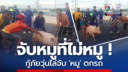 กู้ภัยวุ่นไล่จับ 'แม่หมู' ตกรถกลางถนนไล่ต้อนให้เข้ากรงอย่างทุลักทุเล