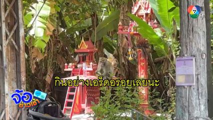 ช่วยด้วย ! ลิงหลุดกรงป่วนชาวบ้าน