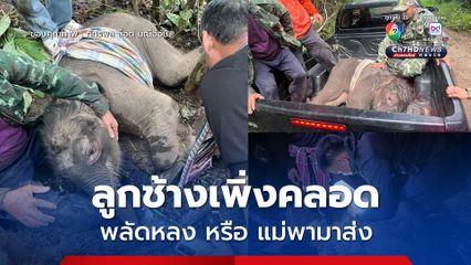 ช่วยลูกช้างป่าเพิ่งคลอด อิดโรย บาดเจ็บขาหลัง