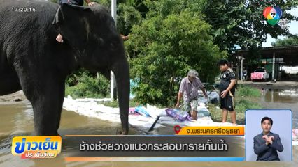 ช้างช่วยวางแนวกระสอบทรายกั้นน้ำ