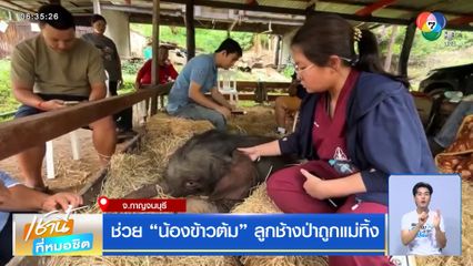 ช่วย น้องข้าวต้ม ลูกช้างป่าถูกแม่ทิ้ง