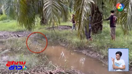 ผวา จระเข้ยาวเกือบ 3 เมตร โผล่กลางสวนปาล์ม จ.กระบี่