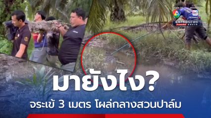 มายังไง? จระเข้ 3 เมตร โผล่กลางสวนปาล์ม
