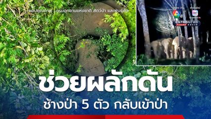 ระดมกำลังเจ้าหน้าที่ ชาวบ้าน ผลักดันช้างป่า 5 ตัว กลับเข้าป่าอย่างปลอดภัยที่ จ.ชุมพร  