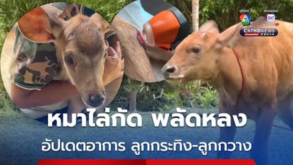 อัปเดตการรักษา ลูกกระทิง-ลูกกวาง ถูกหมากัด พลัดหลง